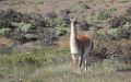 0485-dag-23-102-Torres del Paine Los Cuernos guanaco